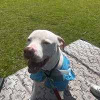 Photo of Romeo