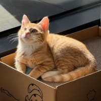 Photo of Cheddar