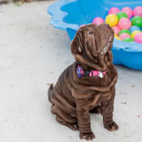 Photo of Coco
