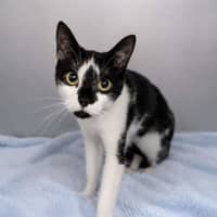 Photo of Lotti