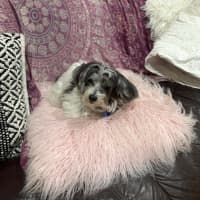 Photo of Billie   10yo, Maltese, Female (Trial)