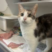 Photo of Kitty