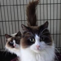 Photo of Avi And Pikachu