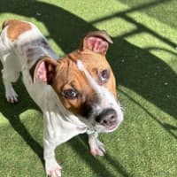 Photo of Moose