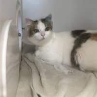 Photo of Babbette