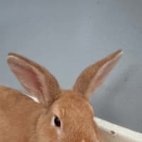 Photo of Popcorn Charlie