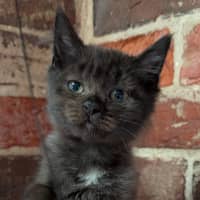 Photo of Vanilla