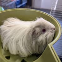 Photo of Curry Puff