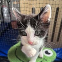 Photo of Mango Passion