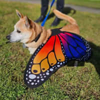 Photo of Lucky