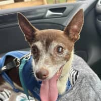 Photo of Bear   8 Year Old Tenterfield Terrier