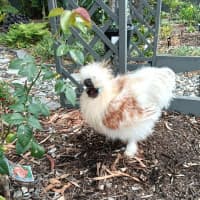 Photo of Ruffles And Puffinstuff The Roosters