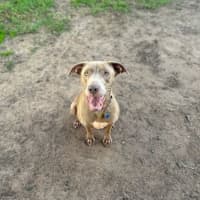 Photo of Bluebell
