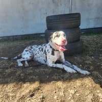 Photo of Milkshake (65636)