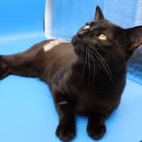 Photo of Patch   Available Pet Quarters Tuggerah