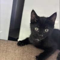 Photo of Luna
