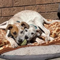 Photo of Rob   11 Week Old Cattle Dog X Staffy(trial 6/10)