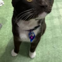 Photo of Romeo