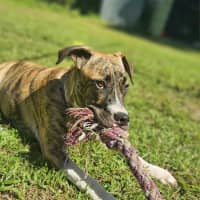 Photo of Bernard *$350 Adoption Fee*