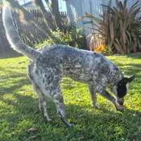 Photo of Posie
