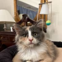 Photo of Fluffy