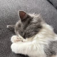 Photo of Geoffrey
