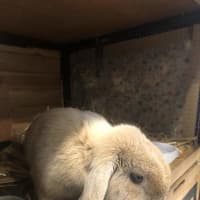 Photo of Flopsie