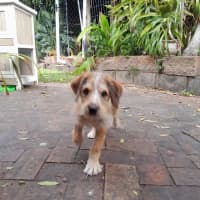 Photo of Mustard