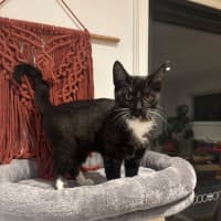 Photo of Xavier Meet Me@Petstock Chelsea Store 8/5