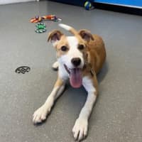 Photo of Maple