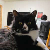 Photo of Fluffy Meet Me@Petstock Clyde North Store