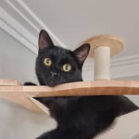 Photo of Bonnie *Fostered In Perth