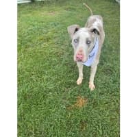 Photo of Napoleon *$250 Adoption Fee*