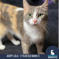 Photo of Lola   2 Year Old Manx X Dsh Dilute Calico