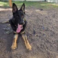 Photo of Bindi