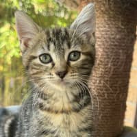 Photo of Daisy   In Foster Care In Cranbourne