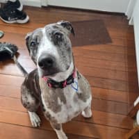 Photo of Truffles *$150 Adoption Fee*