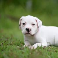 Photo of Hamish