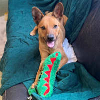 Photo of Dingo
