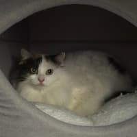 Photo of Rosie & Callie Need Another Chance