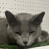 Photo of Sterling 😻🧵🧶