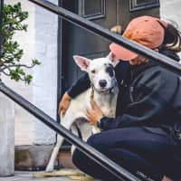 Photo of Luna Lou   2 Year Old Staffy X