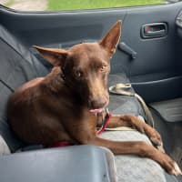 Photo of Cinnamon
