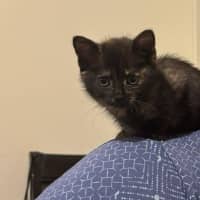 Photo of Ember (K44)
