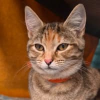 Photo of Sarabi**2nd Chance Cat Rescue**