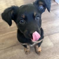 Photo of Lucy