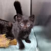 Photo of Percy