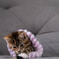 Photo of Ginger