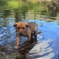 Photo of Rudy   9 Week Old Kelpie X