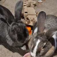 Photo of Cutiepies Lola & Thumper